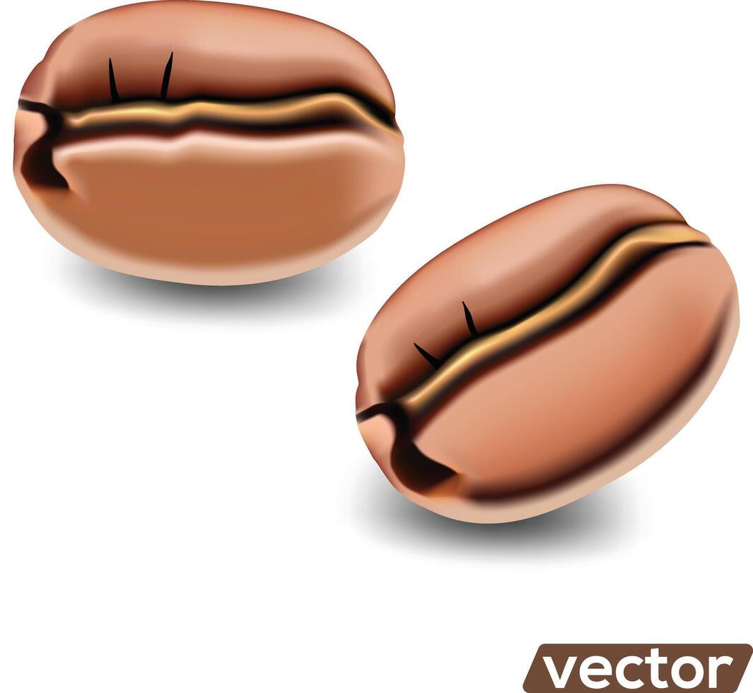 realistic illustration of coffee beans on white background. vector