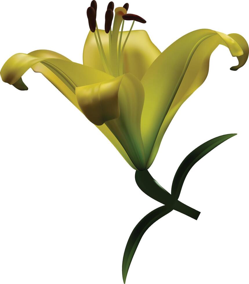Plink lily flower isolated on white background. Realistic illustration. vector