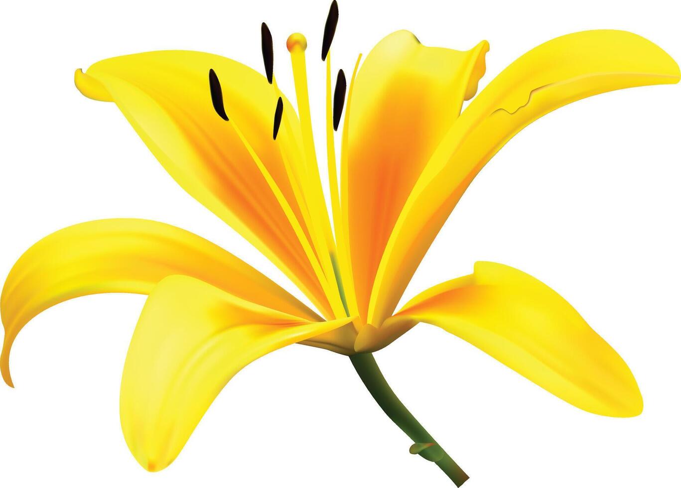 Yellow lily flower isolated on white background. Realistic illustration. vector