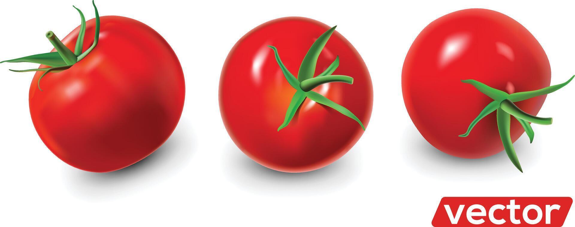 Ripe red tomatoes set. realistic isolate illustration. vector