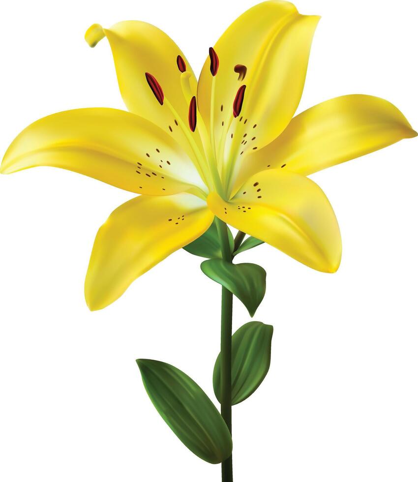 Yellow lily flowers on a white background vector