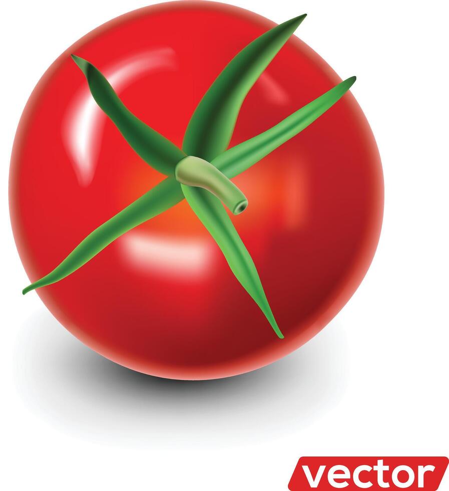 tomate aislado en blanco. realista ilustración de grande maduro rojo Fresco tomate aislado en blanco antecedentes vector