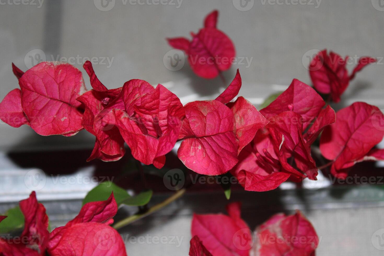 caliente rosado sangrado corazón planta en lleno floración sentado en un patio foto