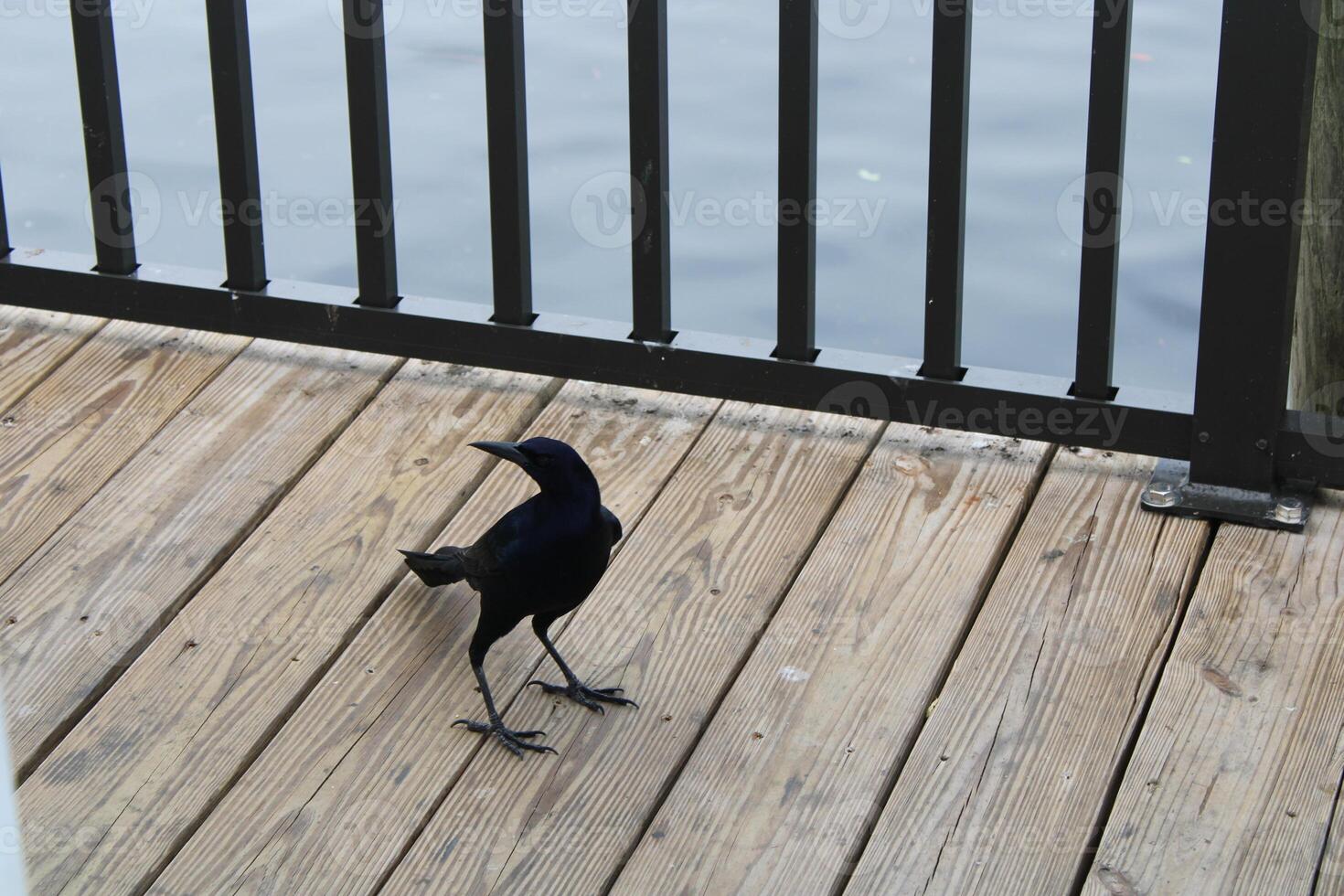Common Grackle Hanging Out On The Sponge Docks In Tarpon Springs Florida. photo
