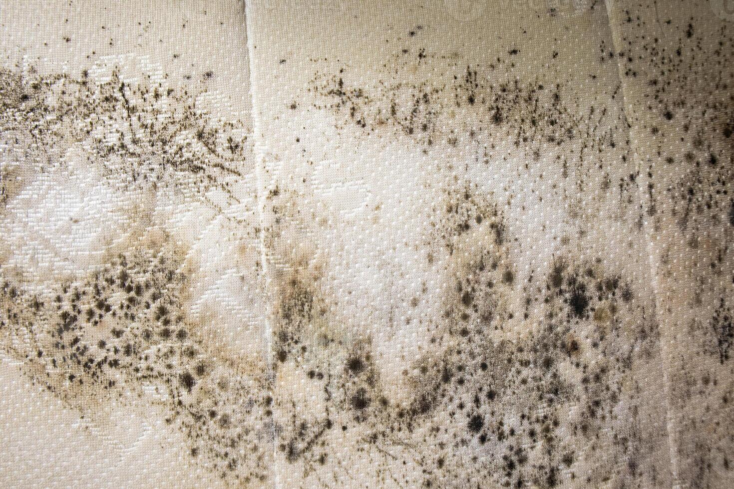 close up of danger black mold on bed sheet material photo