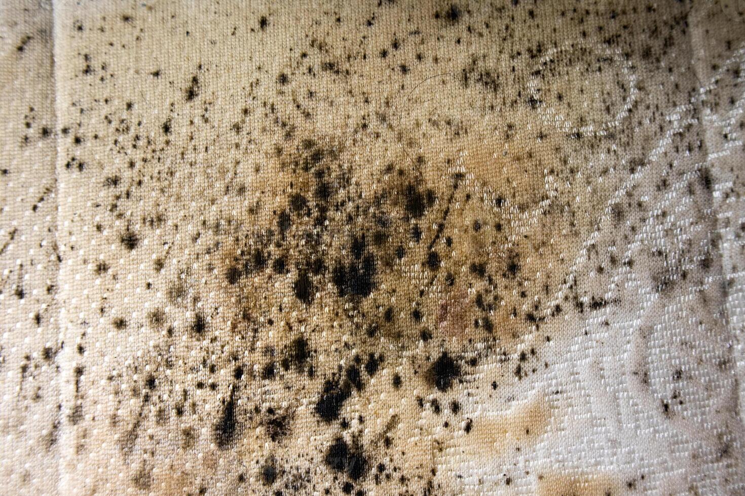 close up of danger black mold on bed sheet material photo