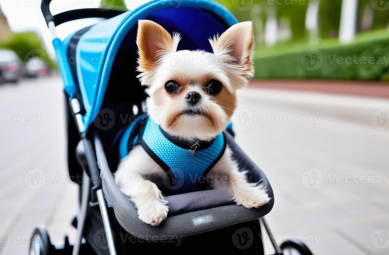 AI generated Portrait of cute small white yorkshire terrier dog sitting in pet stroller outdoor on walkway photo