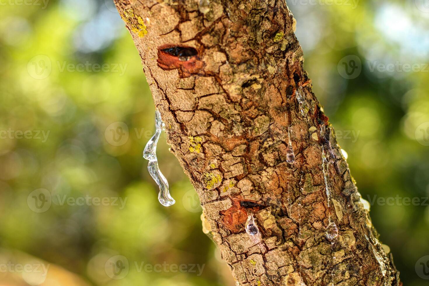 Selective focus on the big mastic drop brighten and twinkle in the sunlight on the bright bokeh backround. Close up of mastic oozes in tears out of the branch of a mastic tree. Chios island, Greece. photo