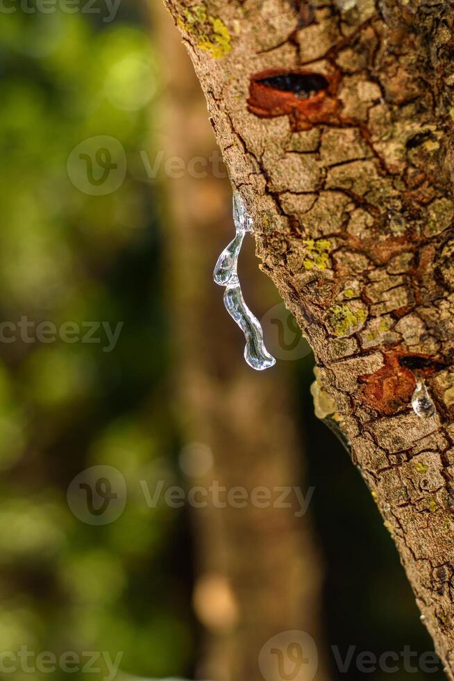 Selective focus on big mastic drop oozes in tears out of the branch of a mastic tree. The resin mastic brightens and twinkles in the sunlight. Vertical pic. Beautiful bokeh background. Chios, Greece. photo