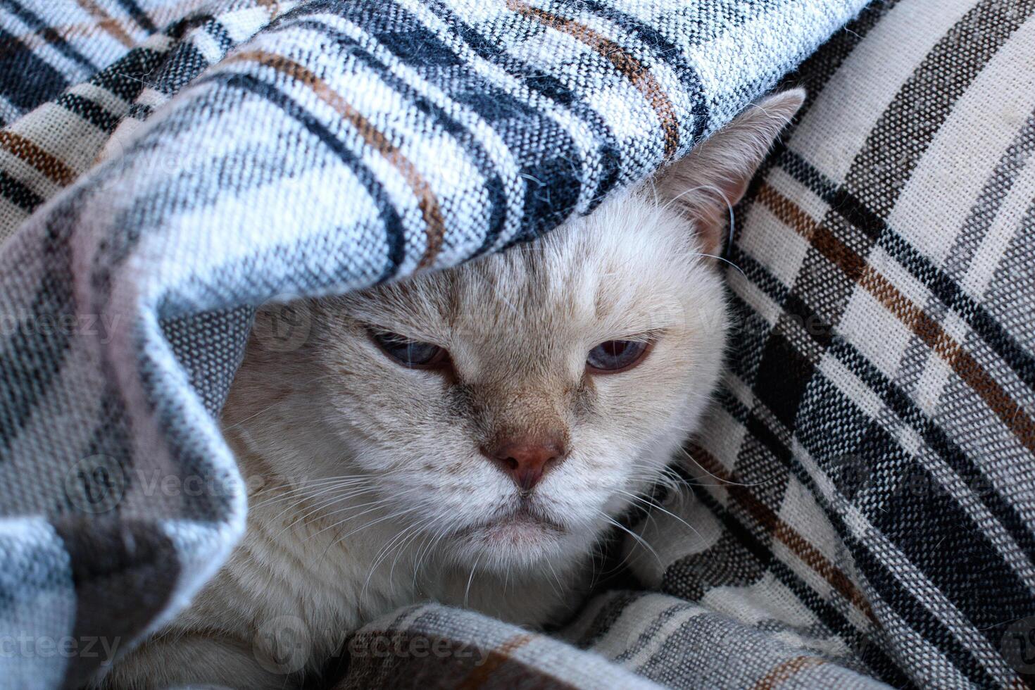 Frozen old sad white british shorthair cat under a grey checkered blanket photo