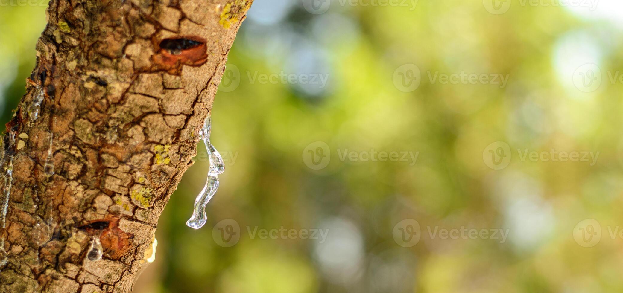 Mastic oozes in tears out of the branch of a mastic tree. Selective focus on the mastic drop brighten and twinkle in the sunlight on the bright bokeh backround. Chios island, Greece. Banner photo