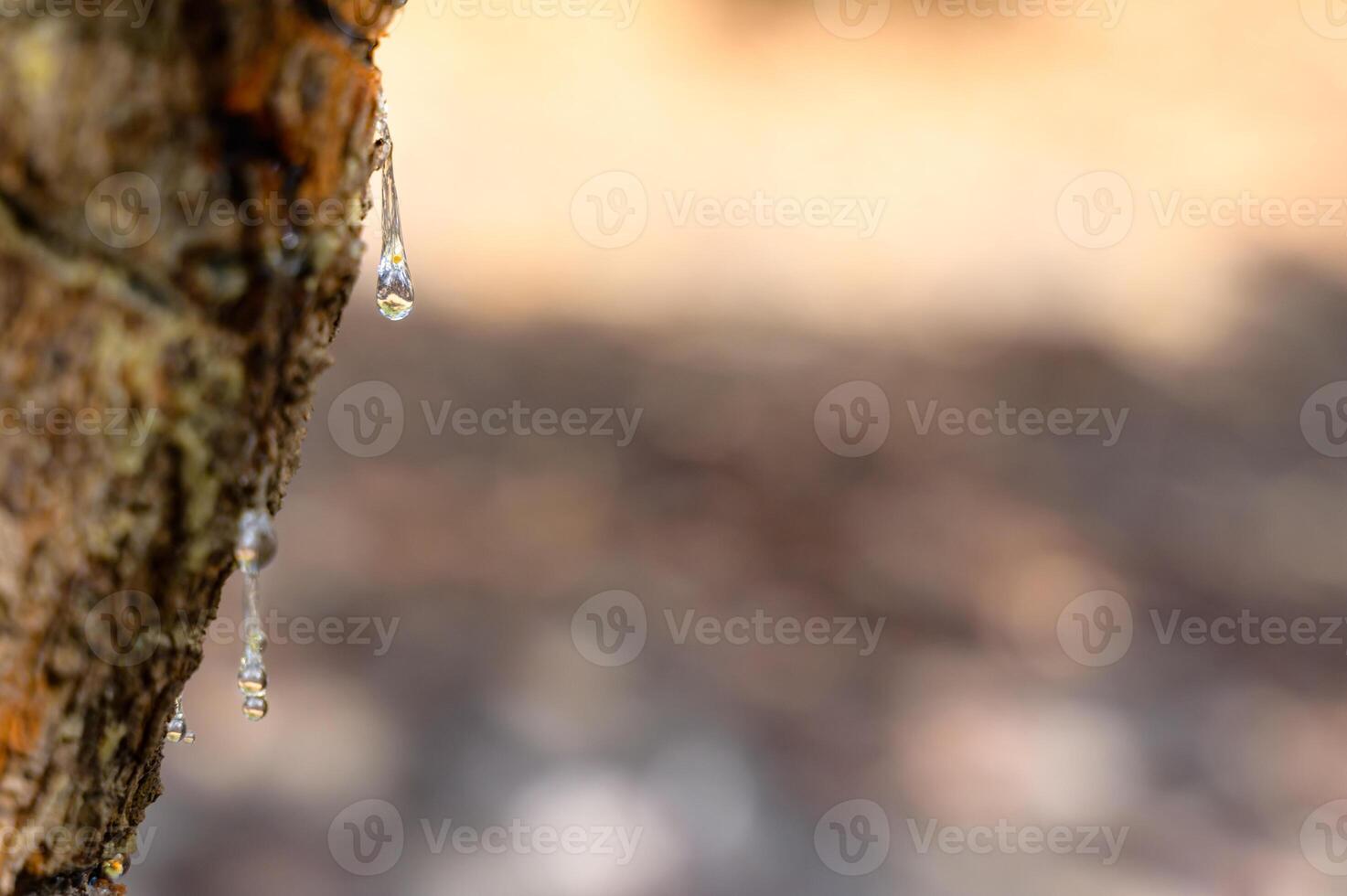 Selective focus on big mastic drops oozes in tears out of the branch of a mastic tree. The resin mastic brightens and twinkles in the sunlight. Vertical pic. Beautiful bokeh background. Chios, Greece. photo