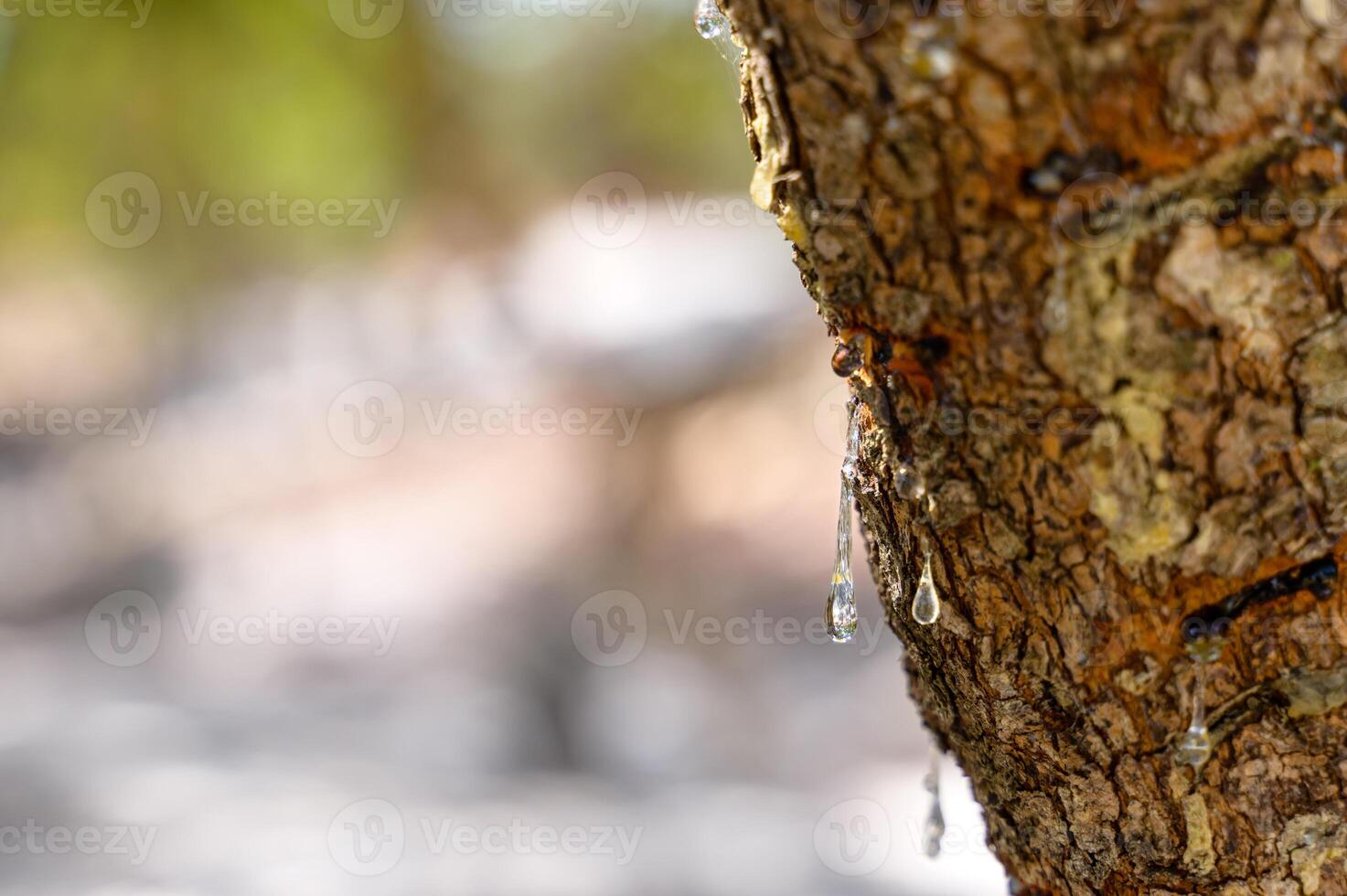 selectivo atención en grande masilla gotas rezuma en lágrimas fuera de el rama de un masilla árbol. el resina masilla ilumina y centelleos en el luz de sol. vertical Foto. hermosa bokeh antecedentes. Quíos, Grecia. foto