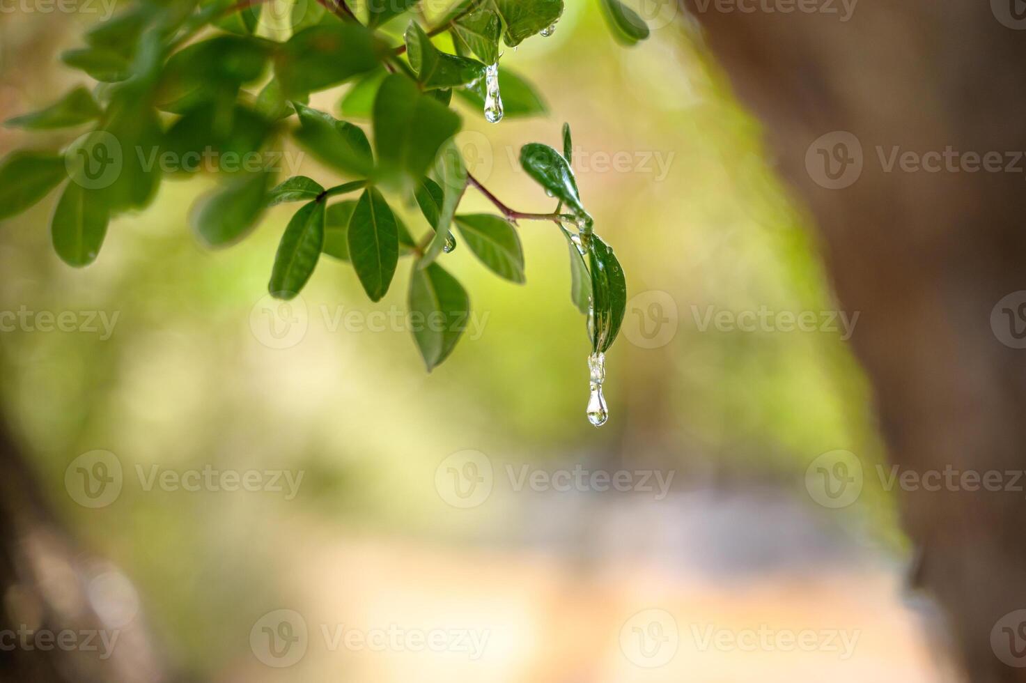 Selective focus on big mastic drops oozes in tears out of the branch of a mastic tree. The resin mastic brightens and twinkles in the sunlight. Vertical pic. Beautiful bokeh background. Chios, Greece. photo