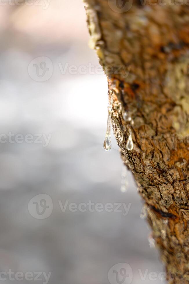 Selective focus on big mastic drops oozes in tears out of the branch of a mastic tree. The resin mastic brightens and twinkles in the sunlight. Vertical pic. Beautiful bokeh background. Chios, Greece. photo