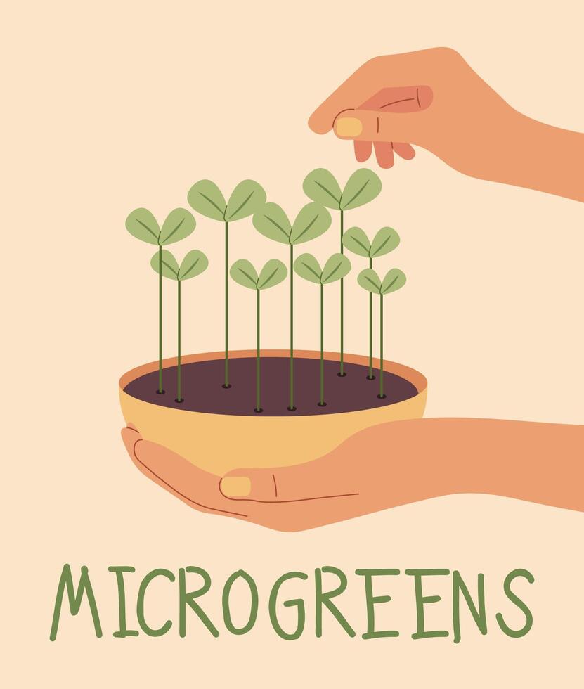 Sprouts of healthy and organic food. Microgreens in a pot. flat illustration vector
