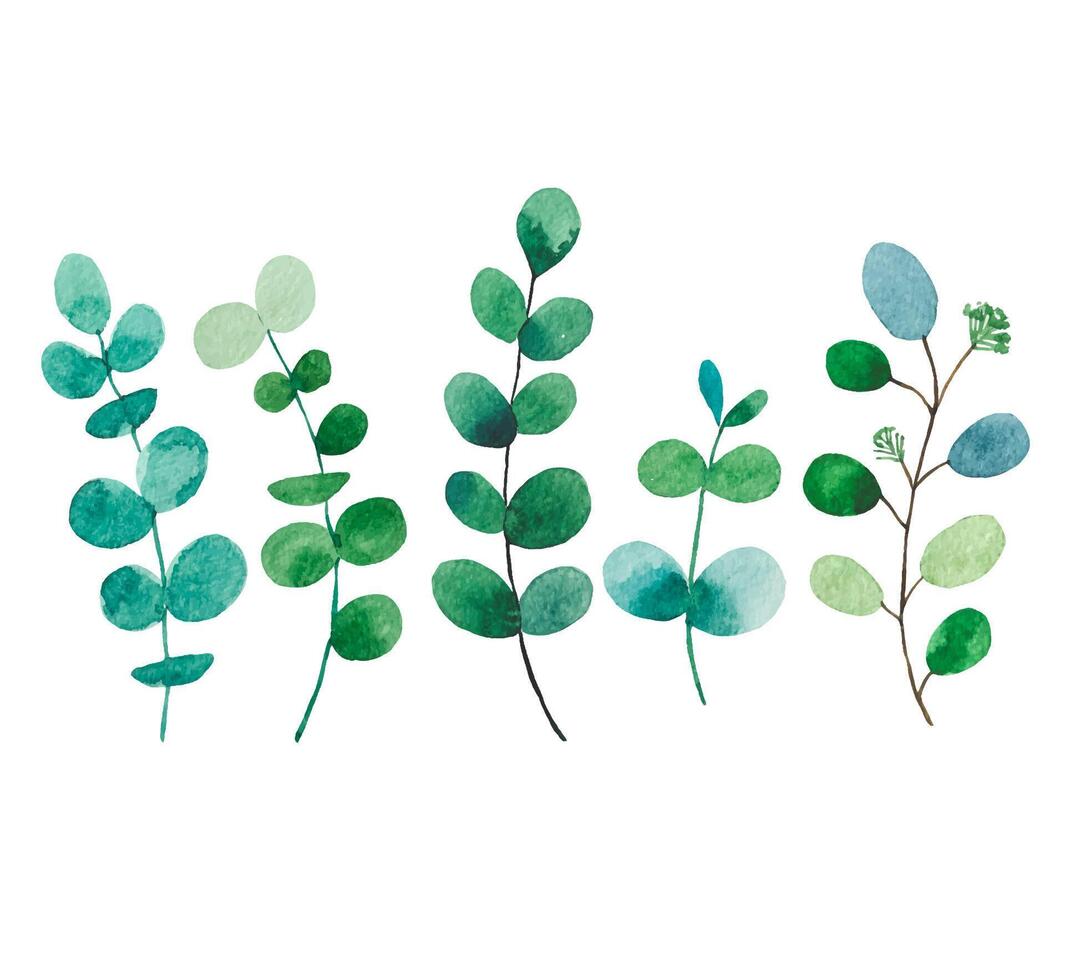 Set of watercolor foliage. Eucalyptus branches. Hand drawn botanical illustration vector