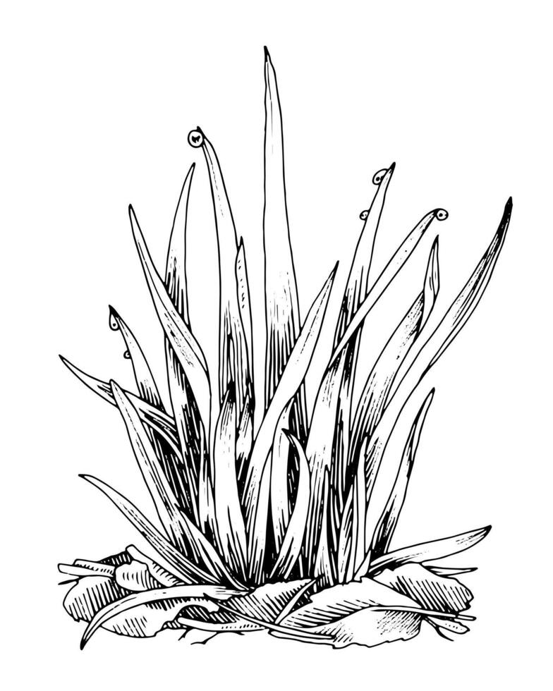 Grass black line art. Drawing of field plant bunch. Outline illustration of meadow herb with dew. Hand drawn clipart of weed tuffet. Linear sketch on isolated white background vector