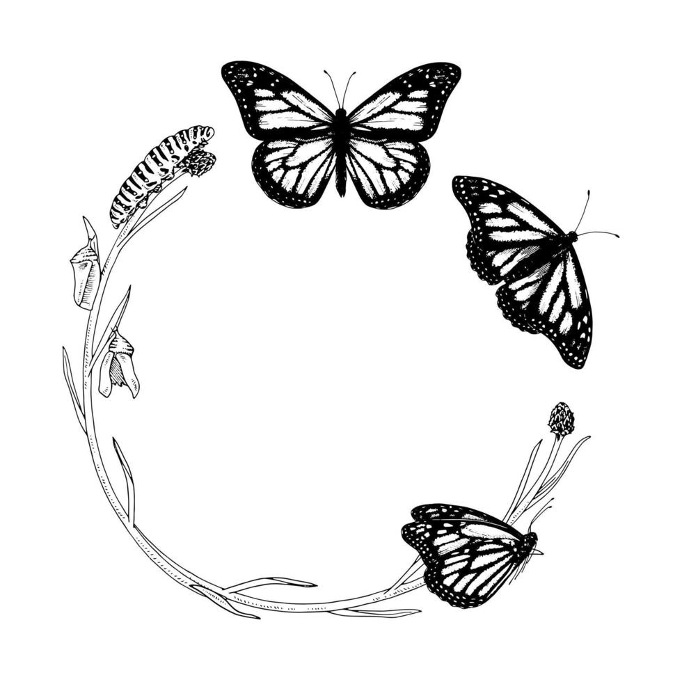 Butterfly Frame border line art. Circle wreath drawing. Hand drawn of metamorphosis. Black outline illustration of flying insects. Nature life cycle transformation sketch. Background for text vector