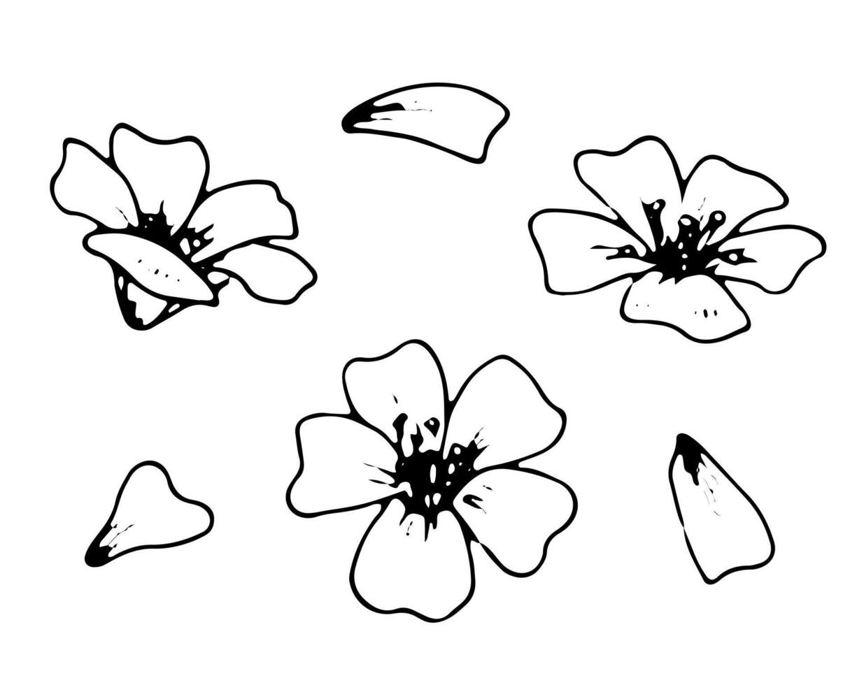 Small Flower Set. Black line art drawing of white petals. Outline illustration of spring sakura blossom. Hand drawn floral doodle. Linear sketch on isolated white background vector