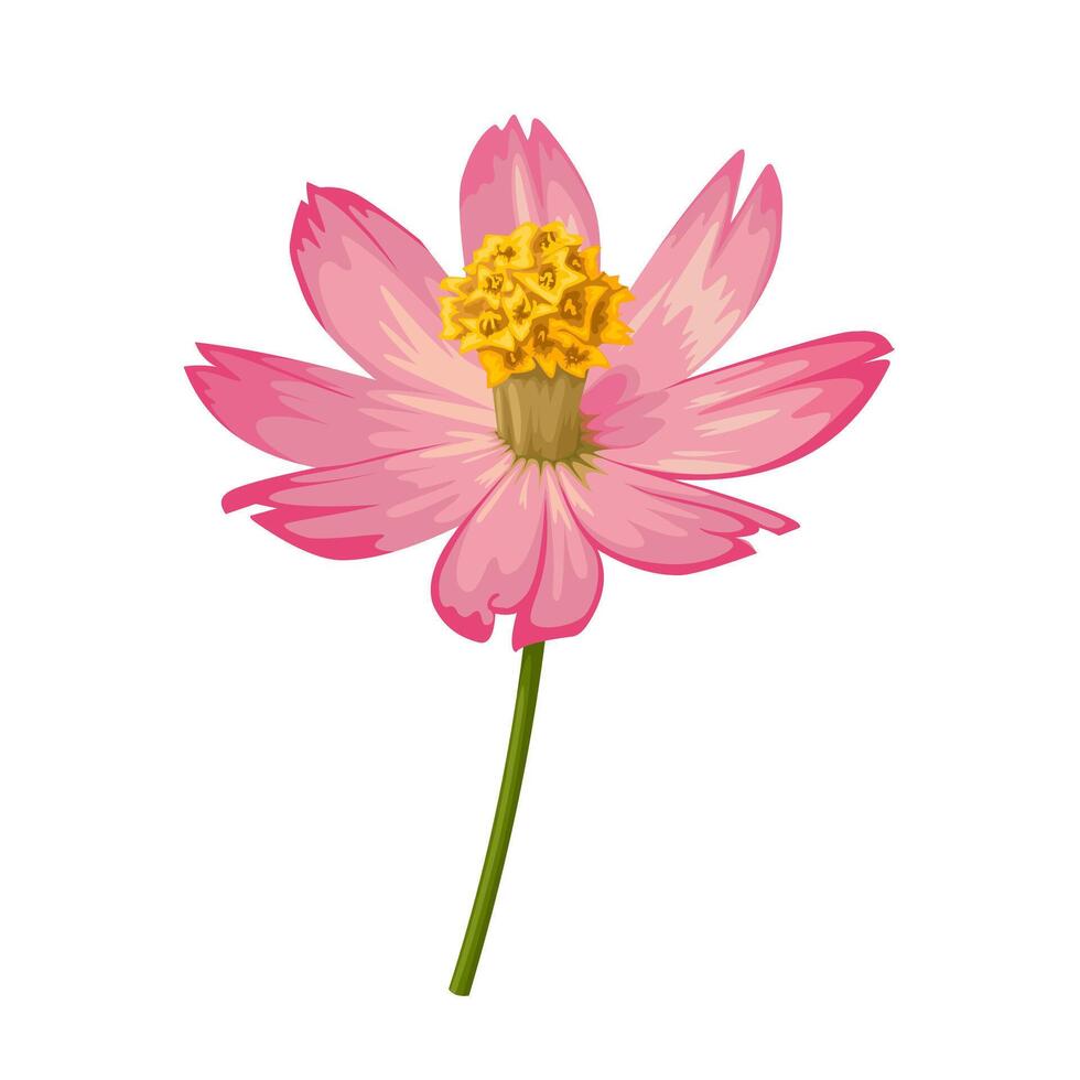 Illustration, Cosmos flower, isolated on white background. vector