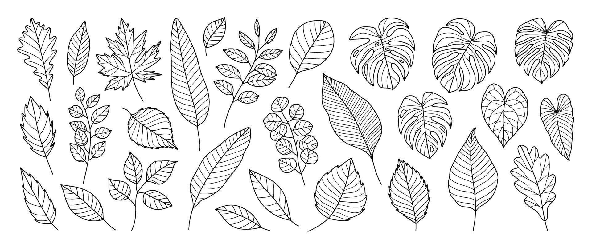 Tropical leaves hand drawn line art set. Collection of leaf branch, monstera, maple, oak, eucalyptus black white drawing contour simple style. Design illustration for prints, logo, branding. vector