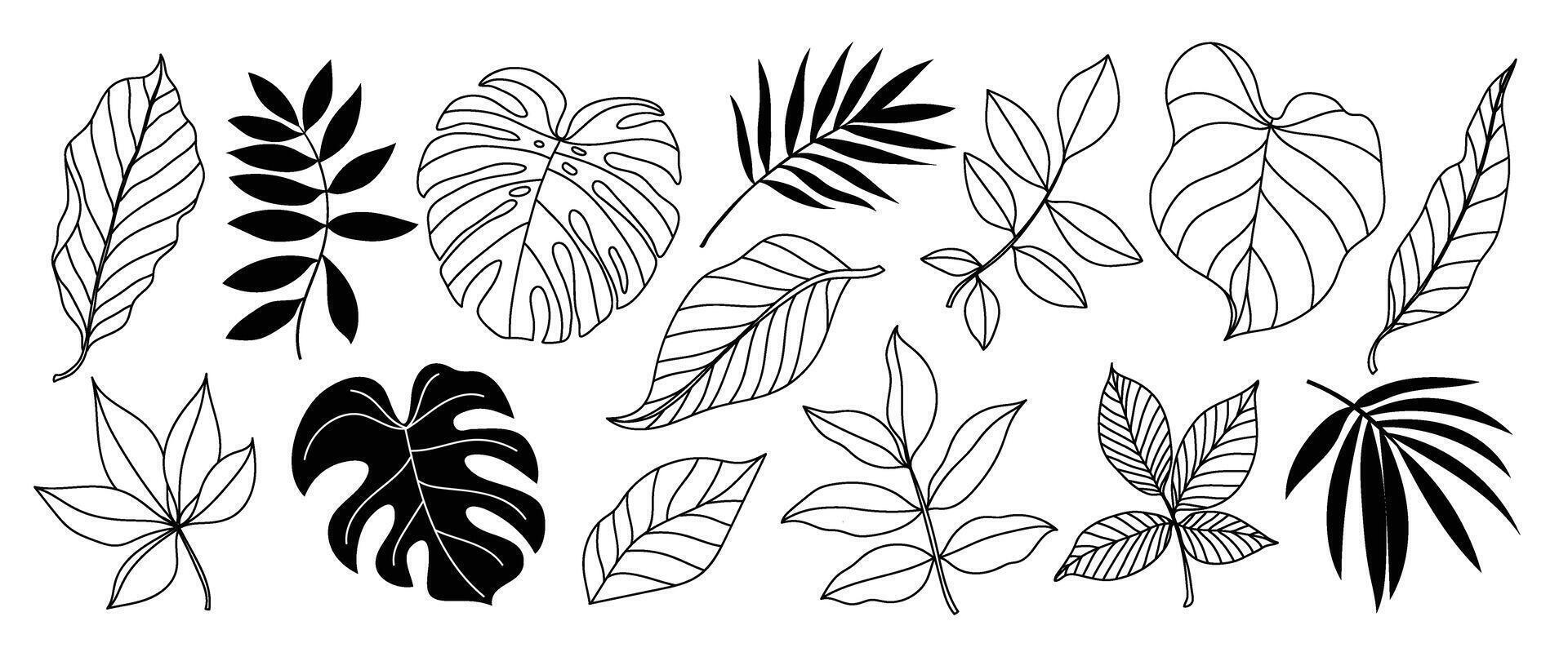 tropical hojas mano dibujado línea Arte y silueta colocar. colección de hoja rama, monstruo, palma hojas negro blanco dibujo contorno sencillo estilo. diseño ilustración para imprimir, logo, marca. vector