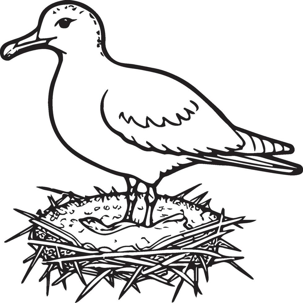 Seagull coloring pages. Seagull outline for coloring book vector