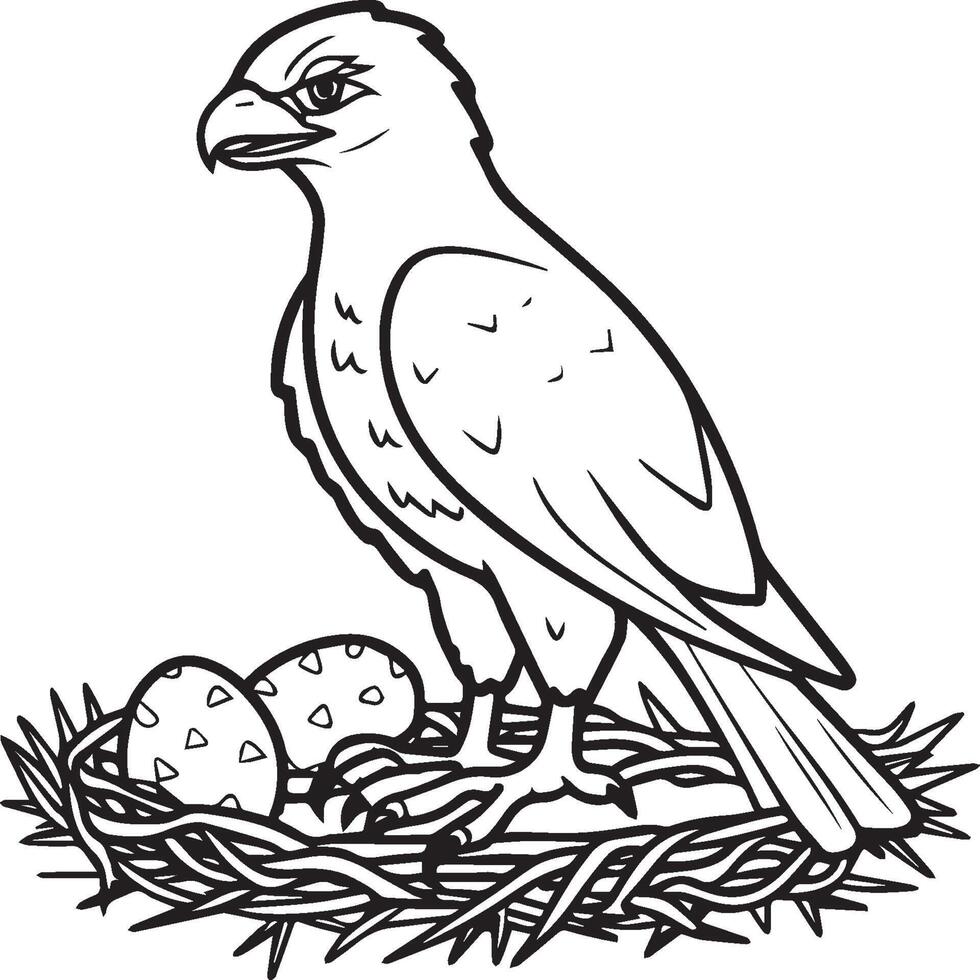 Hawk coloring pages. Hawk bird outline for coloring book vector