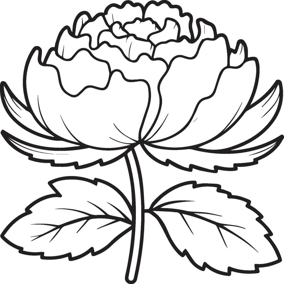 Peony coloring pages. Peony flower outline for coloring book vector
