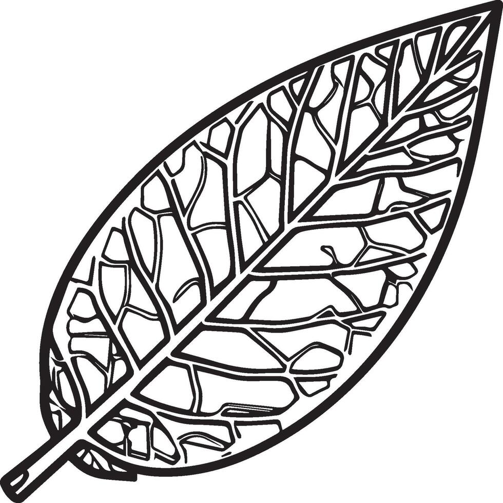 Leaf coloring pages. Leaf outline for coloring book vector