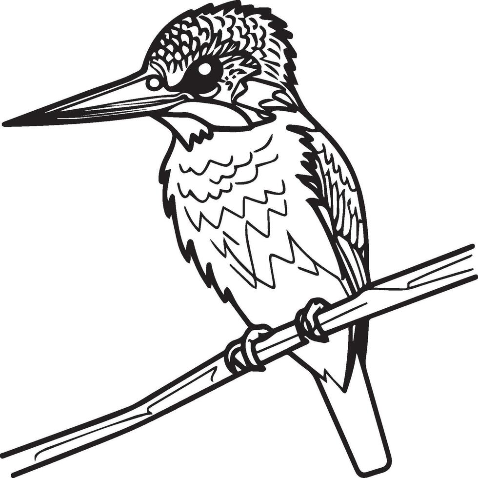 Kingfisher coloring page. A black and white drawing of kingfisher vector