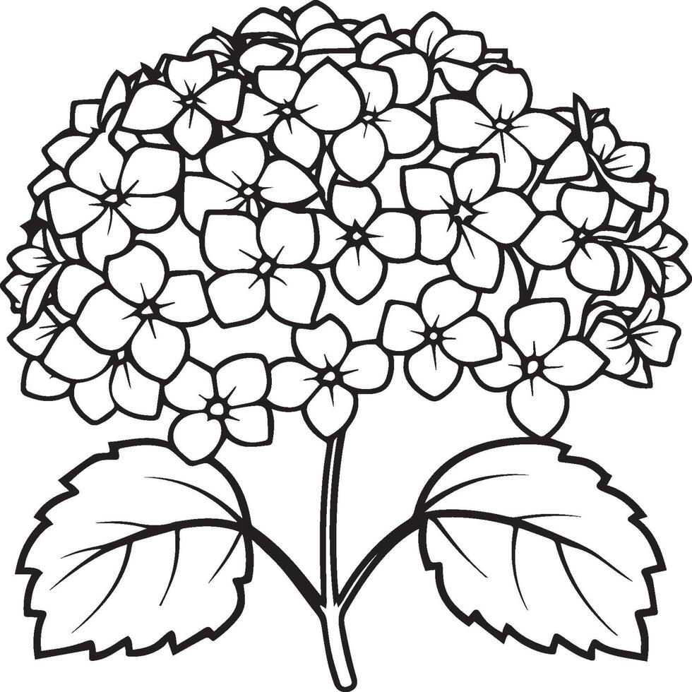 Hydrangea coloring pages. Hydrangea flower outline for coloring book vector