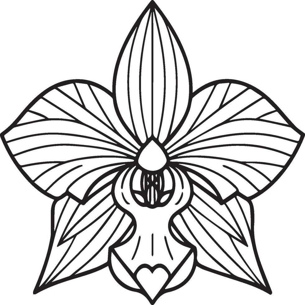 Orchid flower coloring pages. Orchid flower outline for coloring book vector