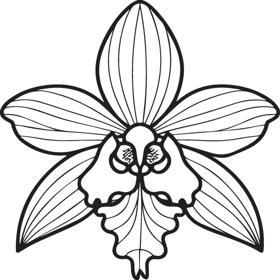 Orchid flower coloring pages. Orchid flower outline for coloring book vector