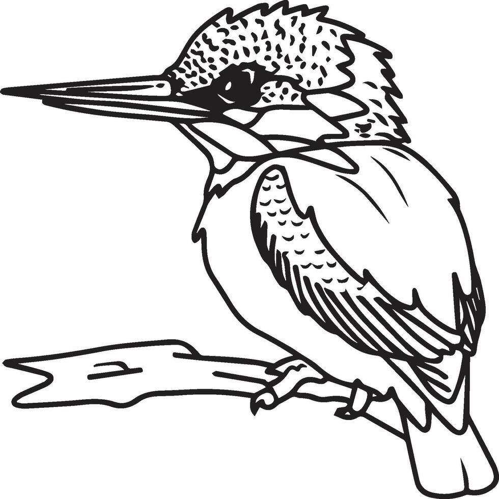 Kingfisher coloring page. A black and white drawing of kingfisher vector
