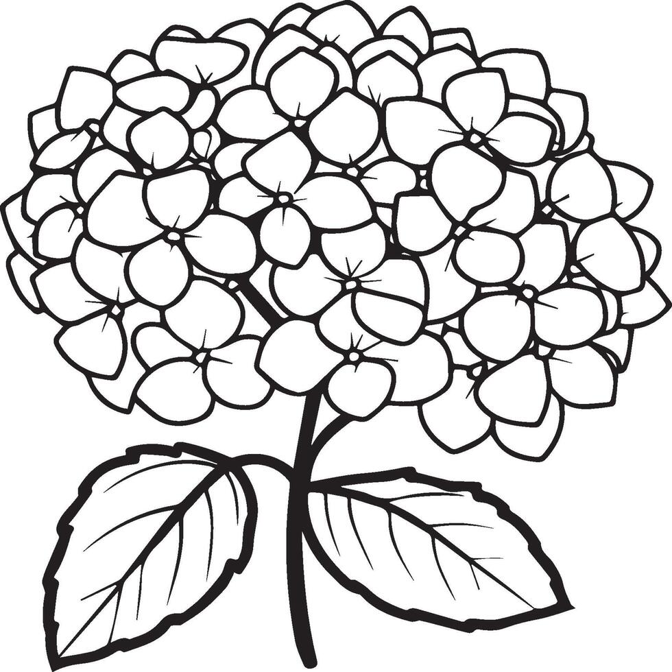 Hydrangea coloring pages. Hydrangea flower outline for coloring book vector