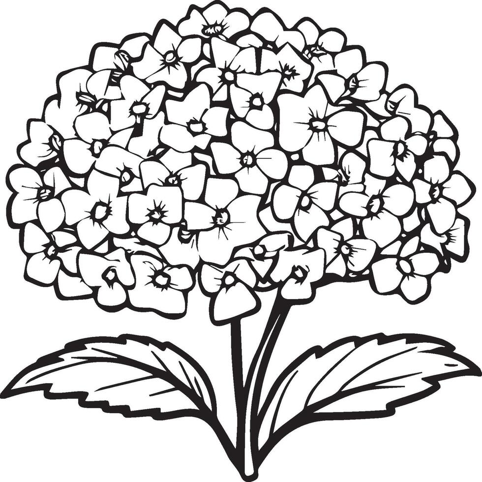 Hydrangea coloring pages. Hydrangea flower outline for coloring book vector