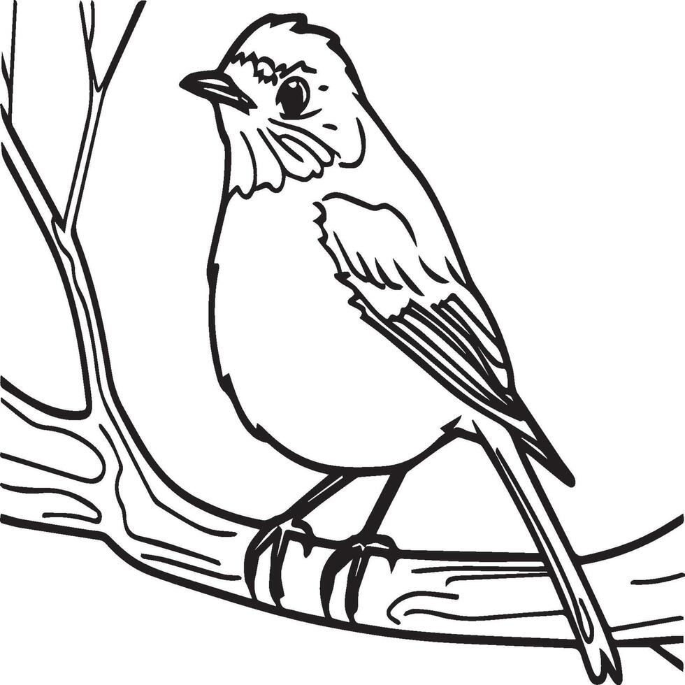Robin colorante paginas Robin pájaro contorno para colorante libro vector
