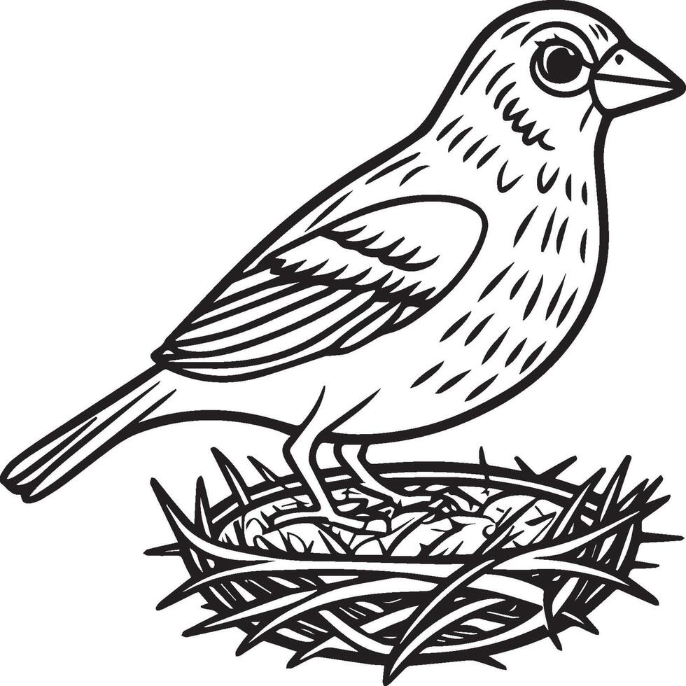 Sparrow coloring pages. Sparrow bird outline for coloring book vector