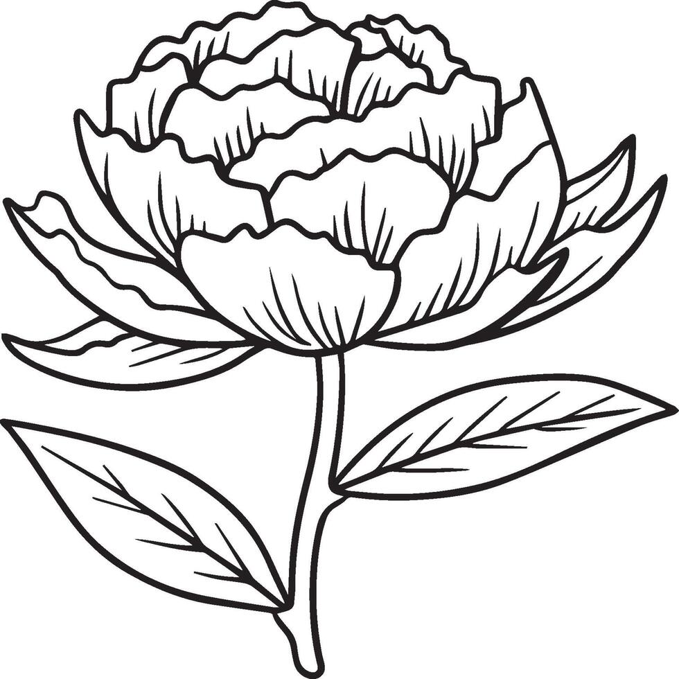 Peony coloring pages. Peony flower outline for coloring book vector