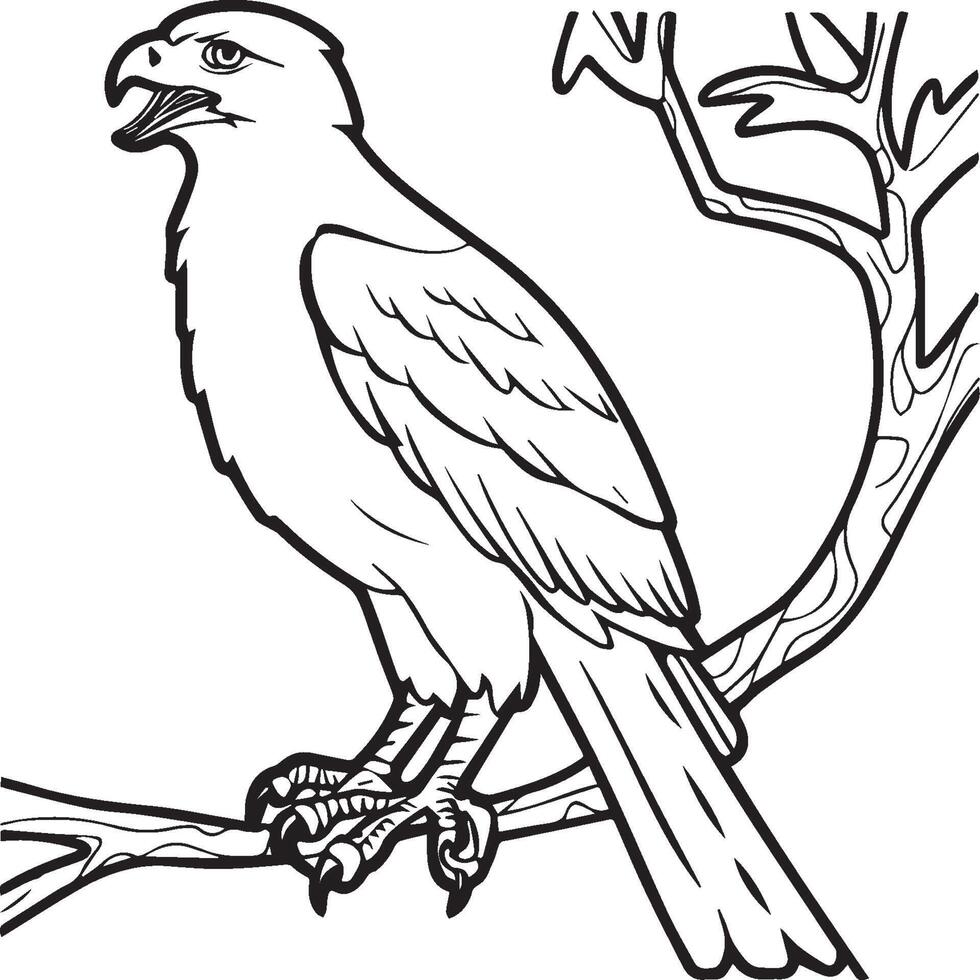 Hawk coloring pages. Hawk bird outline for coloring book vector