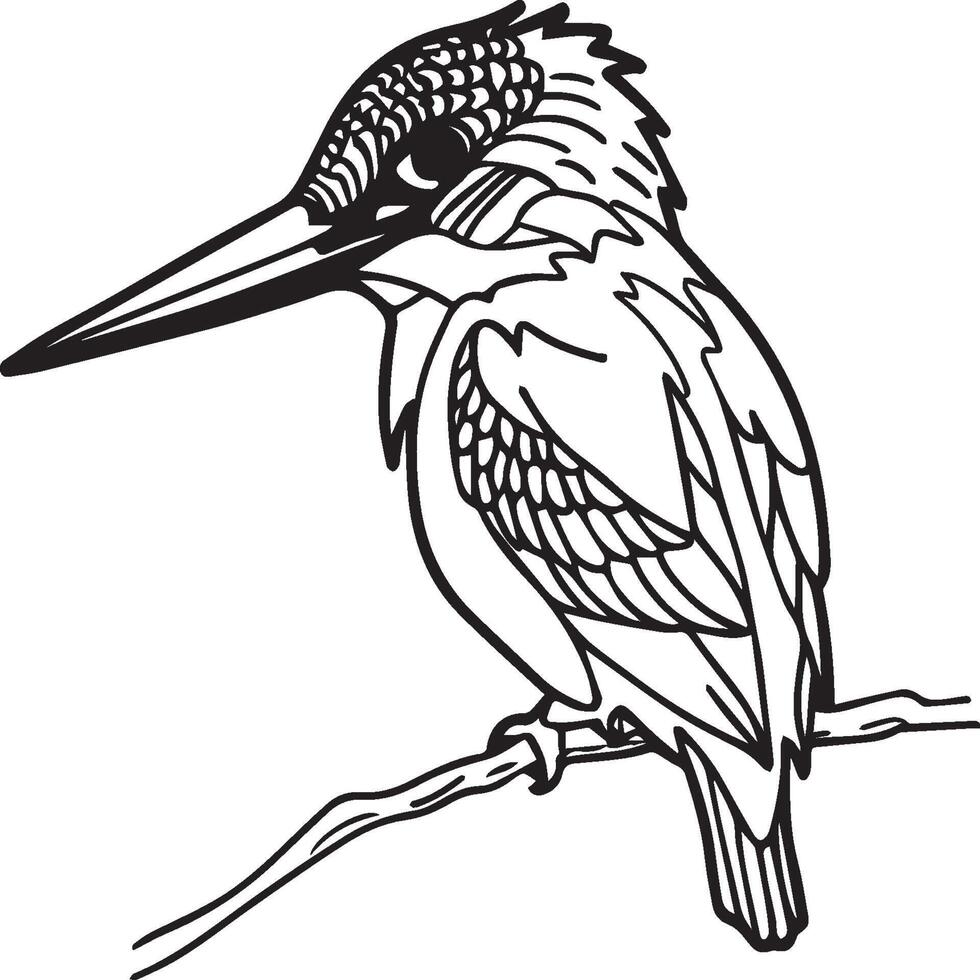 Kingfisher coloring page. A black and white drawing of kingfisher vector