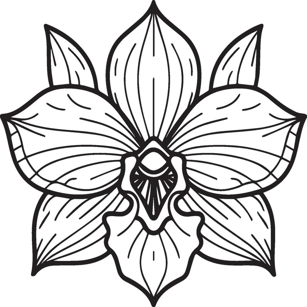 Orchid flower coloring pages. Orchid flower outline for coloring book vector