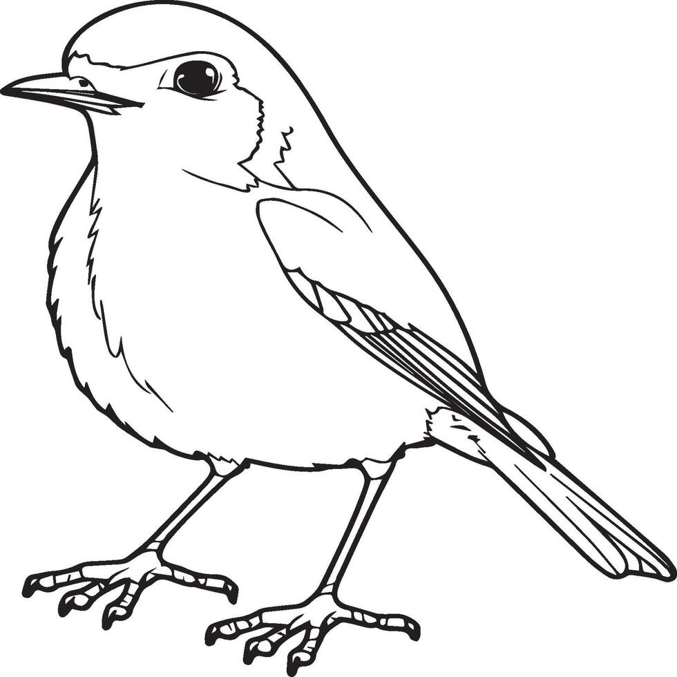 Robin coloring pages. Robin bird outline for coloring book vector