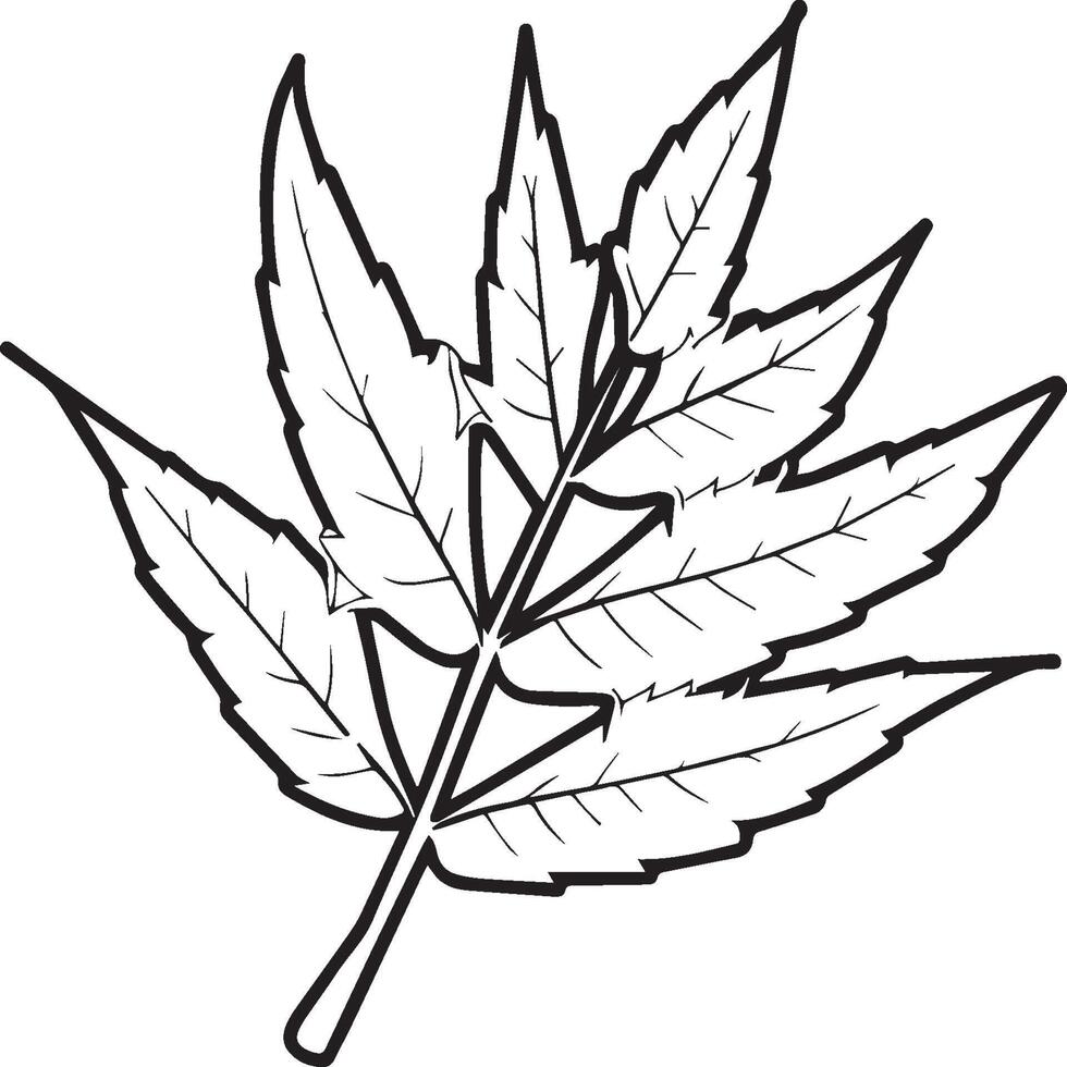 Leaf coloring pages. Leaf outline for coloring book vector