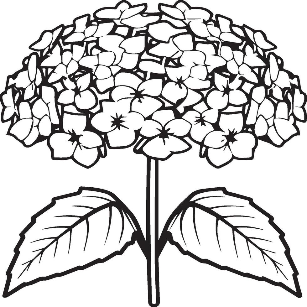 Hydrangea coloring pages. Hydrangea flower outline for coloring book vector