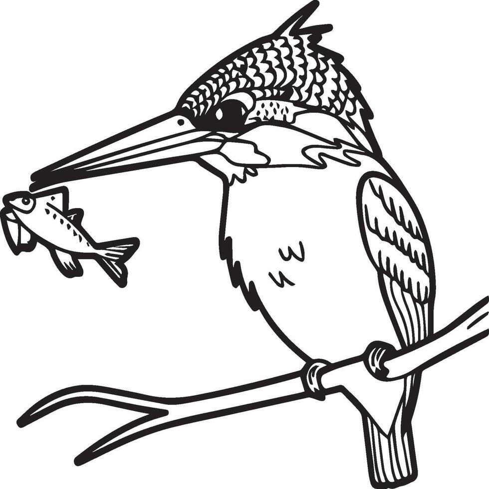 Kingfisher coloring page. A black and white drawing of kingfisher vector