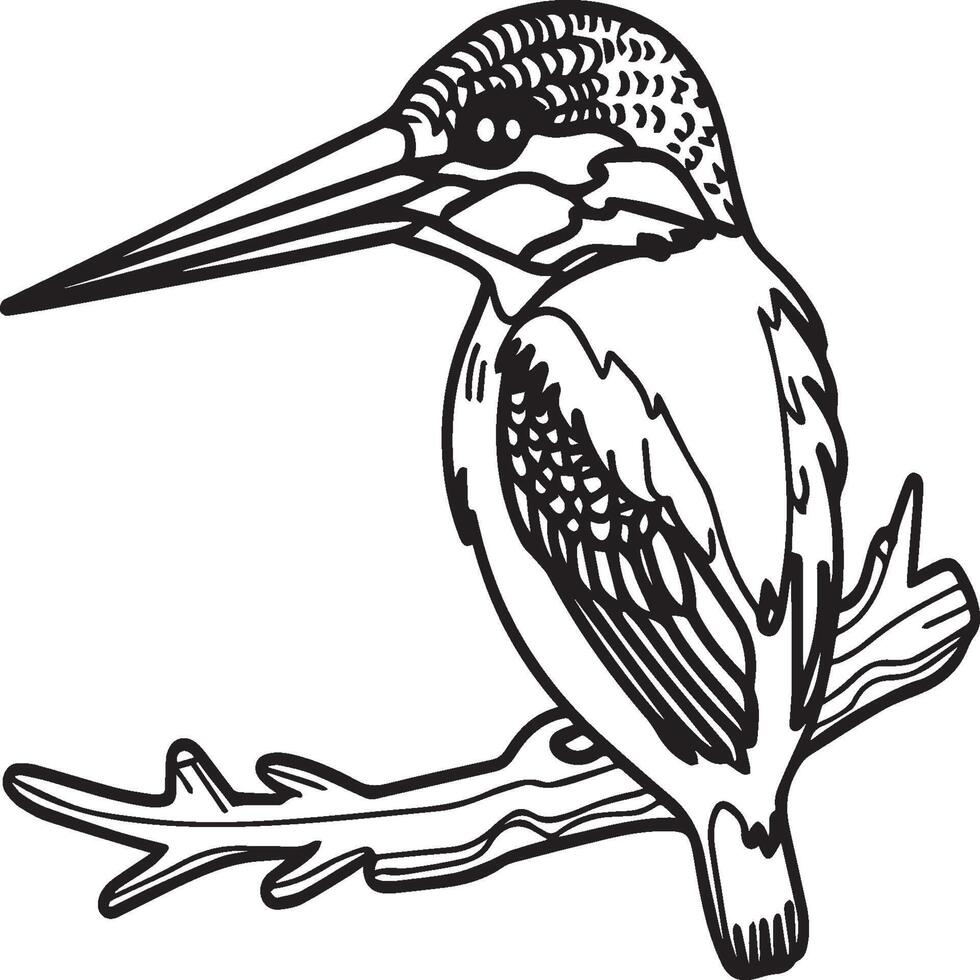 Kingfisher coloring page. A black and white drawing of kingfisher vector