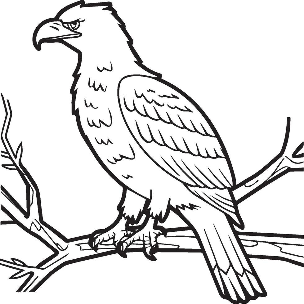 Eagle coloring pages. Eagle bird outline for coloring book vector